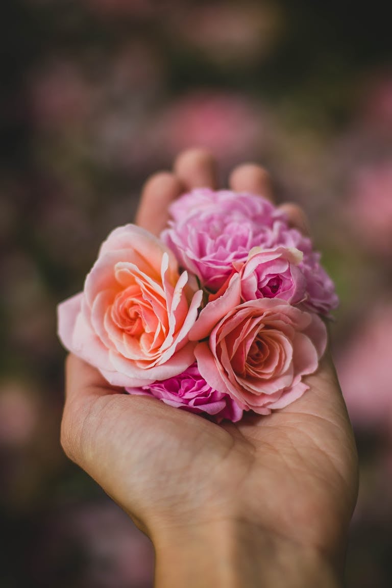 Close-up image of delicate pink roses held in a hand, showcasing beauty and tenderness.